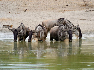 Wildebeest in Serengeti