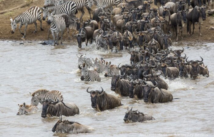 Serengeti Calving Season