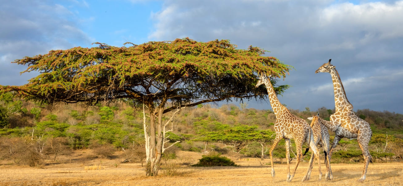 Safari