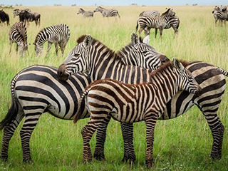 Serengeti Safari
